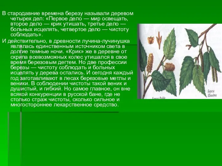 В стародавние времена березу называли деревом четырех дел: «Первое дело —