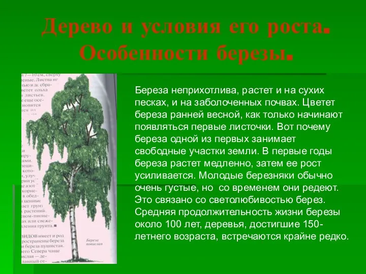 Дерево и условия его роста. Особенности березы. Береза неприхотлива, растет и