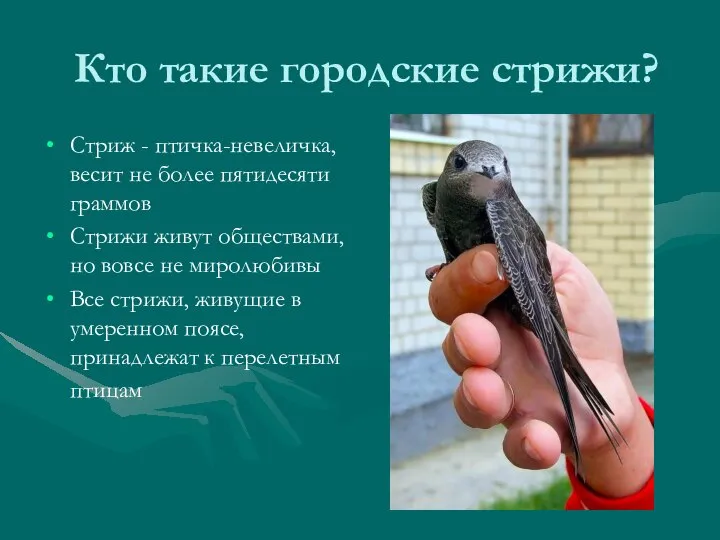 Кто такие городские стрижи? Стриж - птичка-невеличка, весит не более пятидесяти