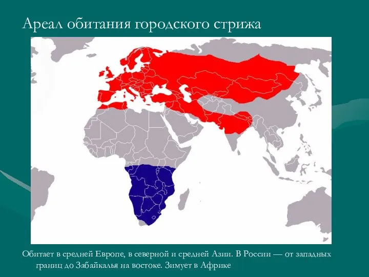 Ареал обитания городского стрижа Обитает в средней Европе, в северной и