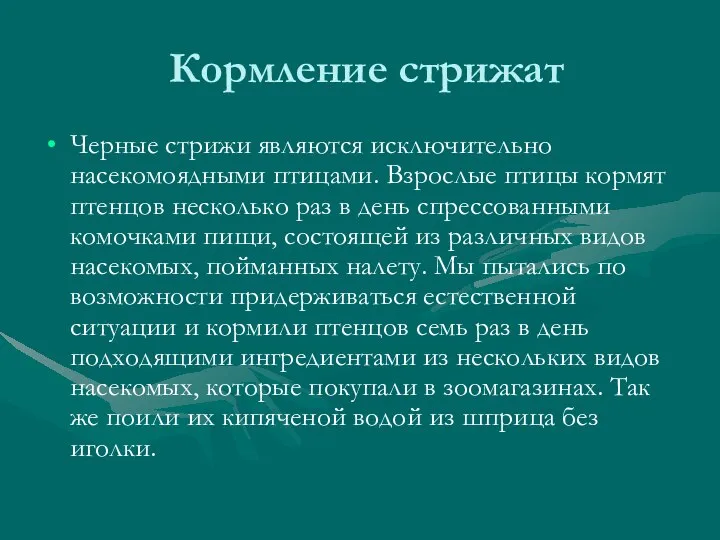 Кормление стрижат Черные стрижи являются исключительно насекомоядными птицами. Взрослые птицы кормят