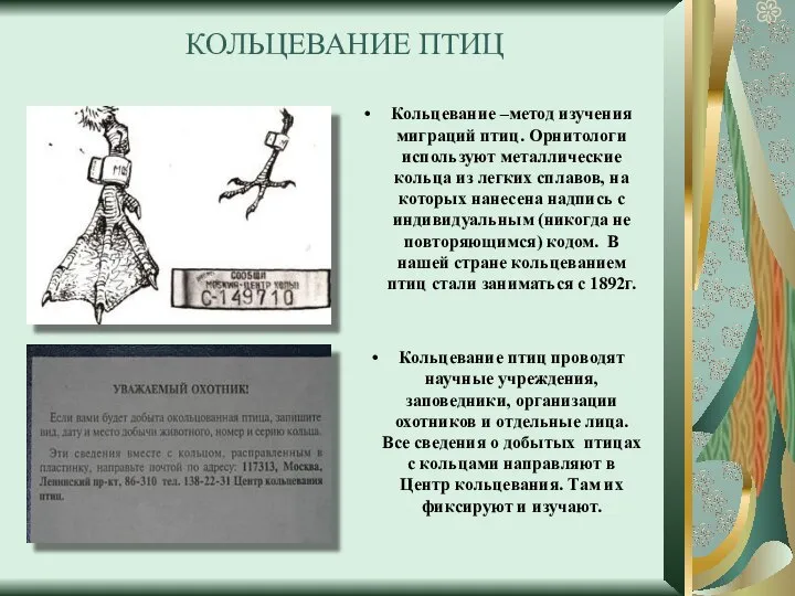 КОЛЬЦЕВАНИЕ ПТИЦ Кольцевание –метод изучения миграций птиц. Орнитологи используют металлические кольца