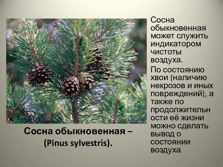 Сосна обыкновенная – (Pinus sylvestris). Сосна обыкновенная может служить индикатором чистоты