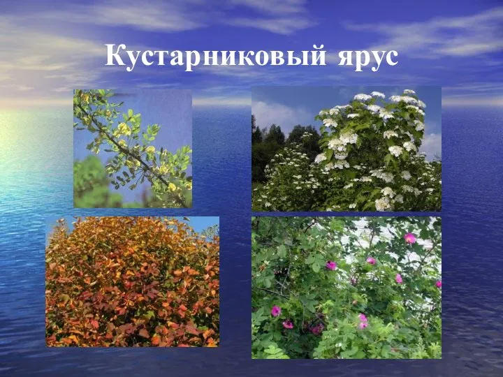 Кустарниковый ярус