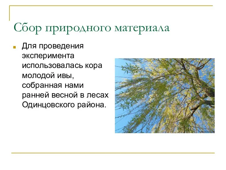 Сбор природного материала Для проведения эксперимента использовалась кора молодой ивы, собранная