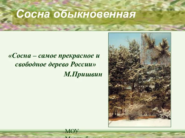 МОУ Малодубенская СОШ Сосна обыкновенная «Сосна – самое прекрасное и свободное дерево России» М.Пришвин