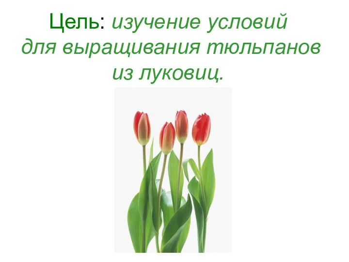 Цель: изучение условий для выращивания тюльпанов из луковиц.