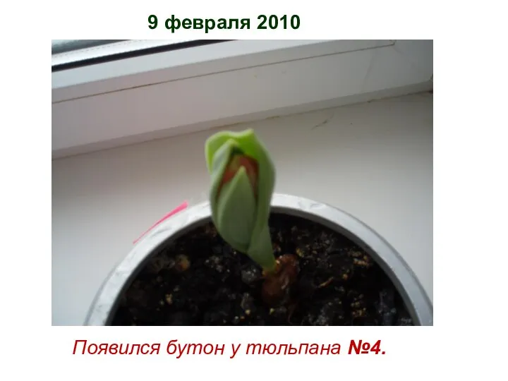 9 февраля 2010 Появился бутон у тюльпана №4.
