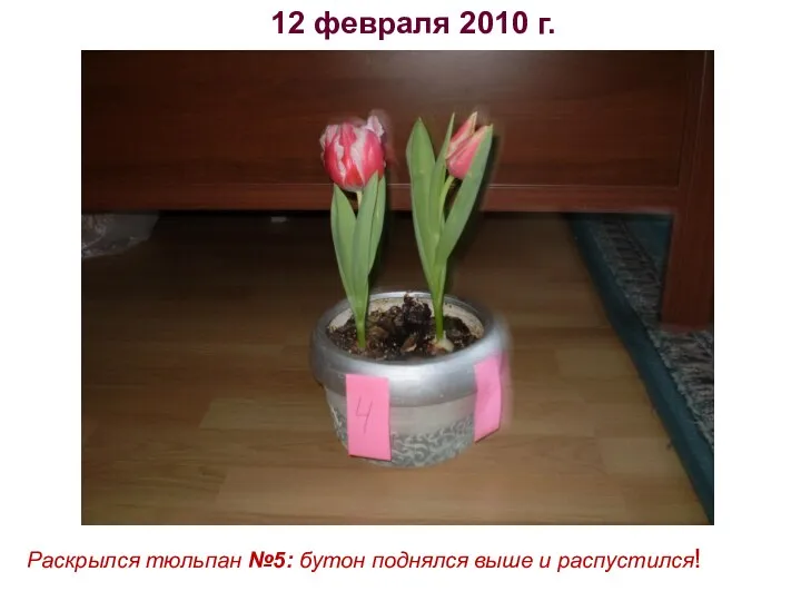 12 февраля 2010 г. Раскрылся тюльпан №5: бутон поднялся выше и распустился!