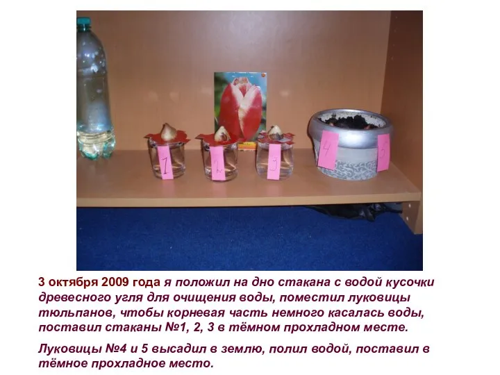 3 октября 2009 года я положил на дно стакана с водой