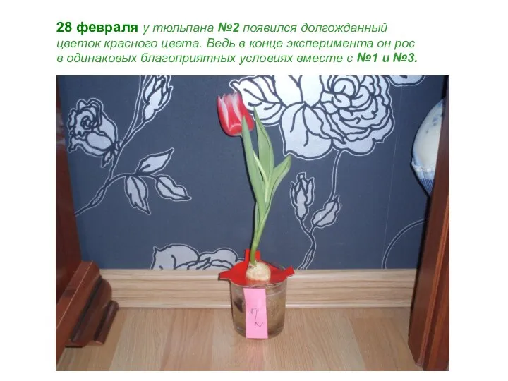 28 февраля у тюльпана №2 появился долгожданный цветок красного цвета. Ведь
