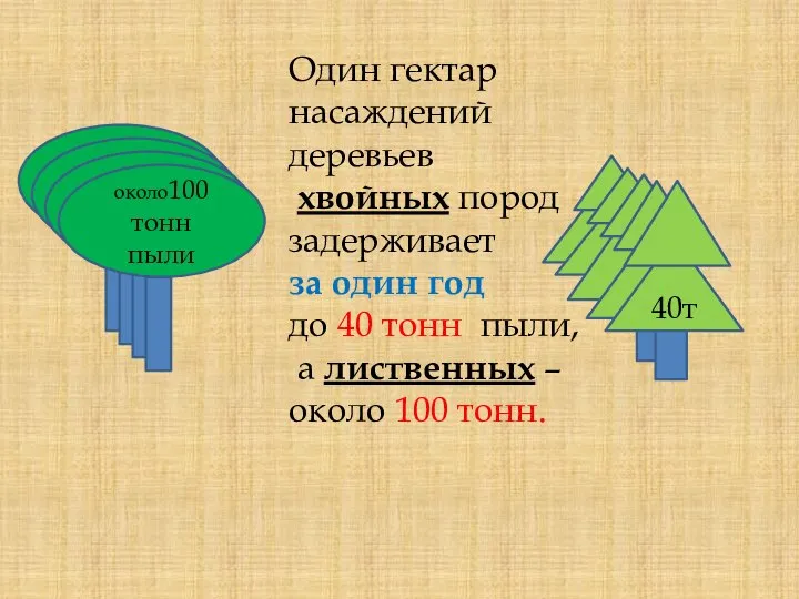 Один гектар насаждений деревьев хвойных пород задерживает за один год до