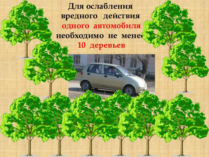 Для ослабления вредного действия одного автомобиля необходимо не менее 10 деревьев