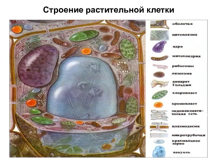 Строение растительной клетки