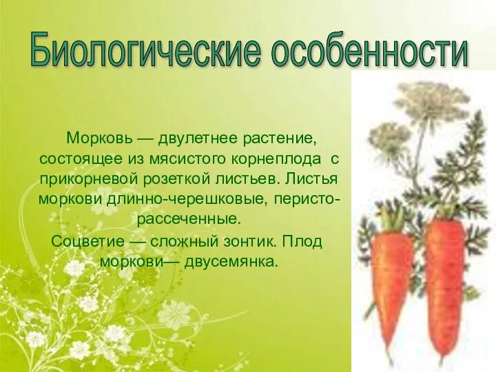 Морковь — двулетнее растение, состоящее из мясистого корнеплода с прикорневой розеткой