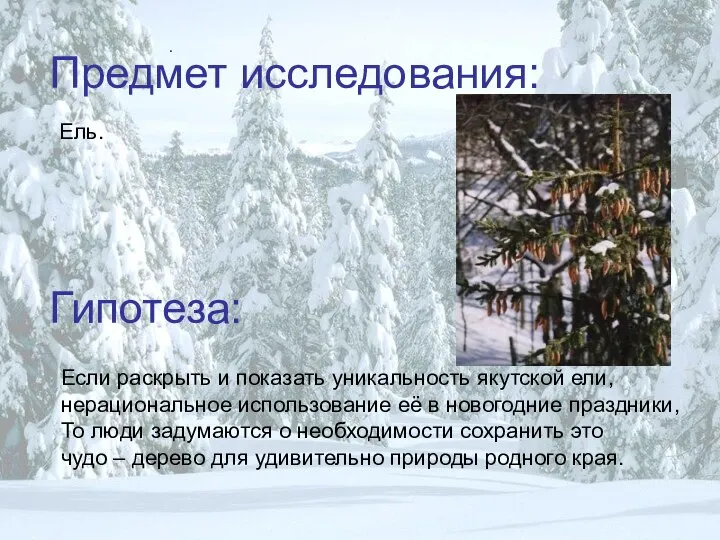 Предмет исследования: . Ель. Гипотеза: Если раскрыть и показать уникальность якутской