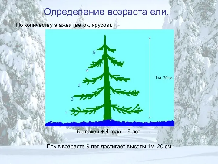 Определение возраста ели. . По количеству этажей (веток, ярусов). 5 этажей