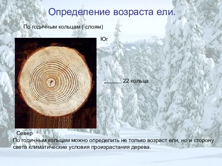 Определение возраста ели. . По годичным кольцам ( слоям) Юг Север