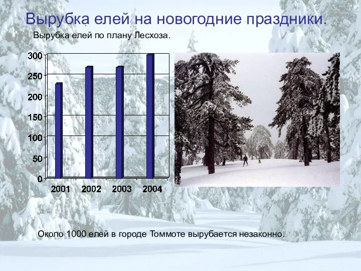 Вырубка елей на новогодние праздники. . Вырубка елей по плану Лесхоза.