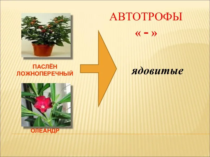 ПАСЛЁН ЛОЖНОПЕРЕЧНЫЙ ОЛЕАНДР ядовитые АВТОТРОФЫ « - »