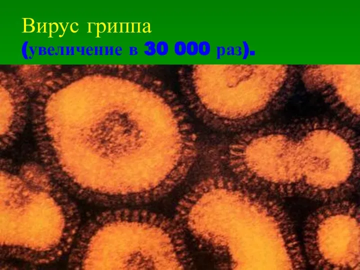 Вирус гриппа (увеличение в 30 000 раз).