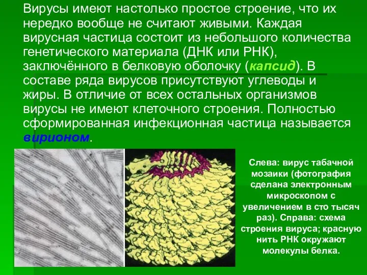 Вирусы имеют настолько простое строение, что их нередко вообще не считают