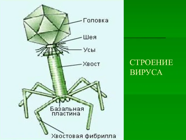 СТРОЕНИЕ ВИРУСА