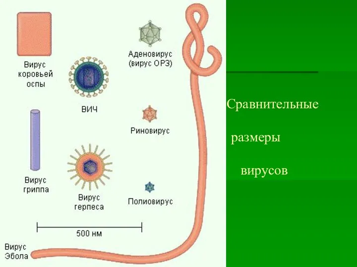 Сравнительные размеры вирусов