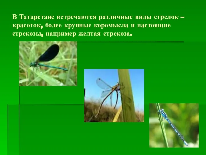 В Татарстане встречаются различные виды стрелок – красоток, более крупные коромысла