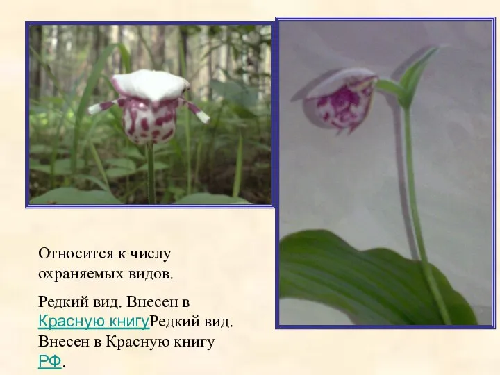 Относится к числу охраняемых видов. Редкий вид. Внесен в Красную книгуРедкий