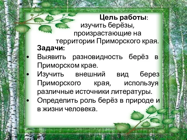 Цель работы: изучить берёзы, произрастающие на территории Приморского края. Задачи: Выявить