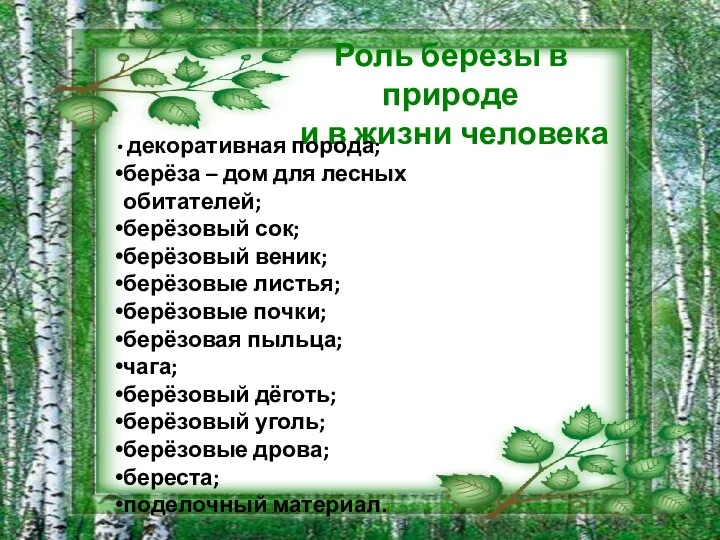 Роль березы в природе и в жизни человека декоративная порода; берёза