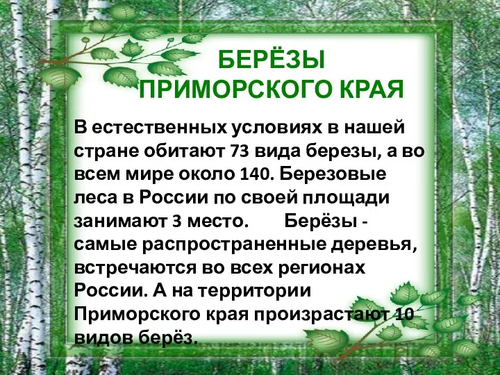 В естественных условиях в нашей стране обитают 73 вида березы, а