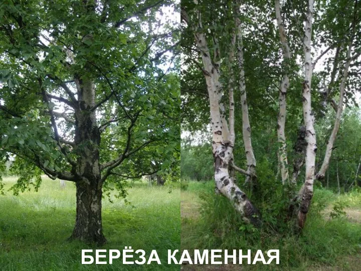 БЕРЁЗА КАМЕННАЯ