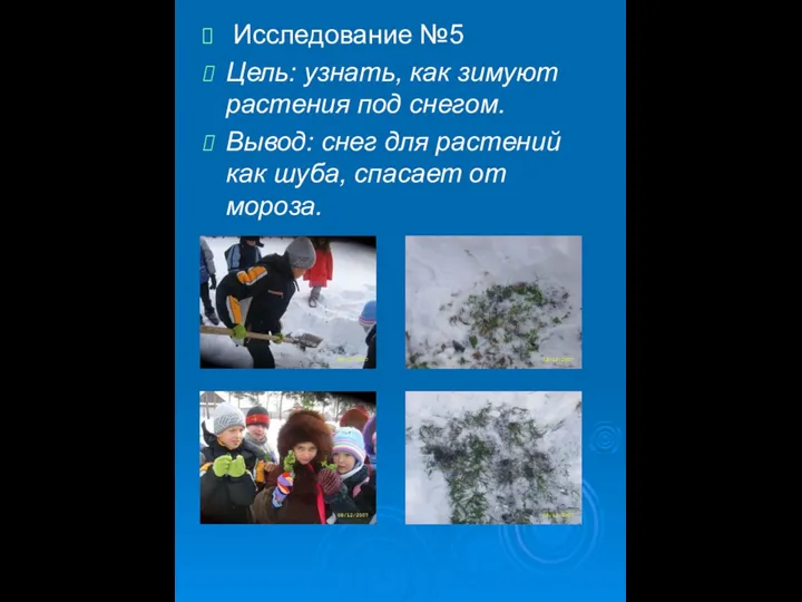 Исследование №5 Цель: узнать, как зимуют растения под снегом. Вывод: снег