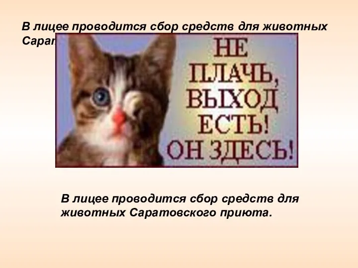 В лицее проводится сбор средств для животных Саратовского приюта. В лицее