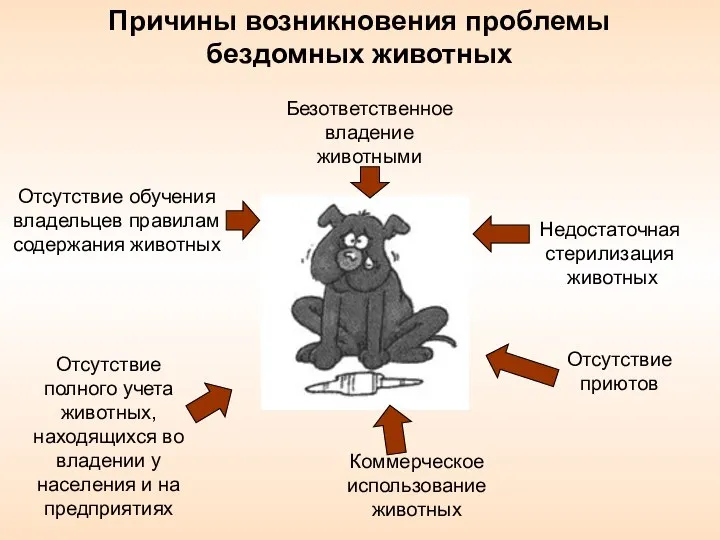 Безответственное владение животными Отсутствие обучения владельцев правилам содержания животных Недостаточная стерилизация