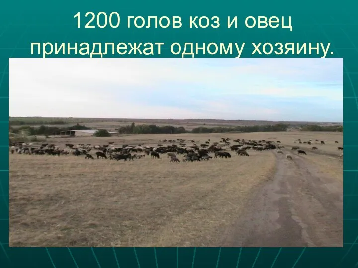 1200 голов коз и овец принадлежат одному хозяину.