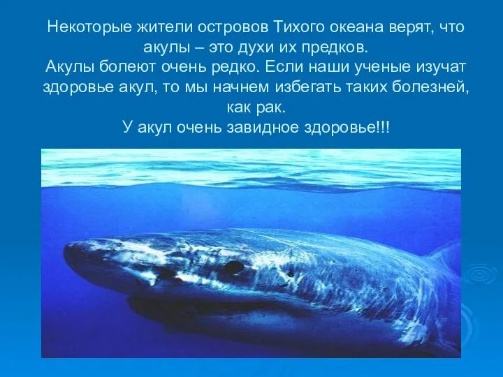 Некоторые жители островов Тихого океана верят, что акулы – это духи