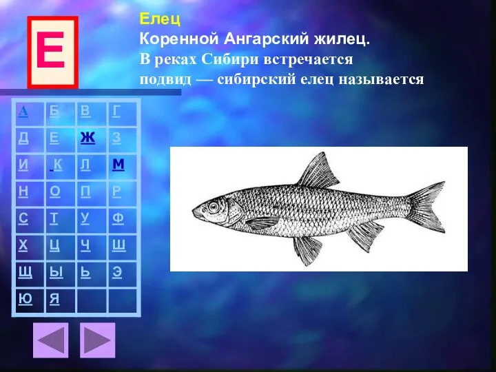 Елец Коренной Ангарский жилец. В реках Сибири встречается подвид — сибирский елец называется Е