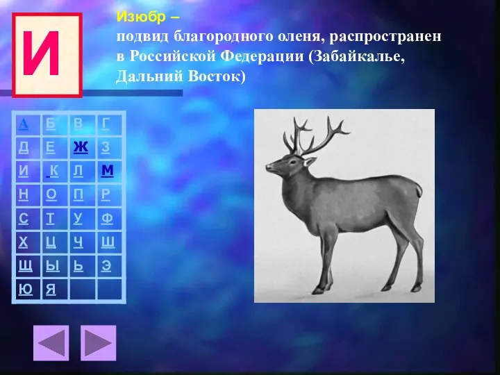 Изюбр – подвид благородного оленя, распространен в Российской Федерации (Забайкалье, Дальний Восток) И