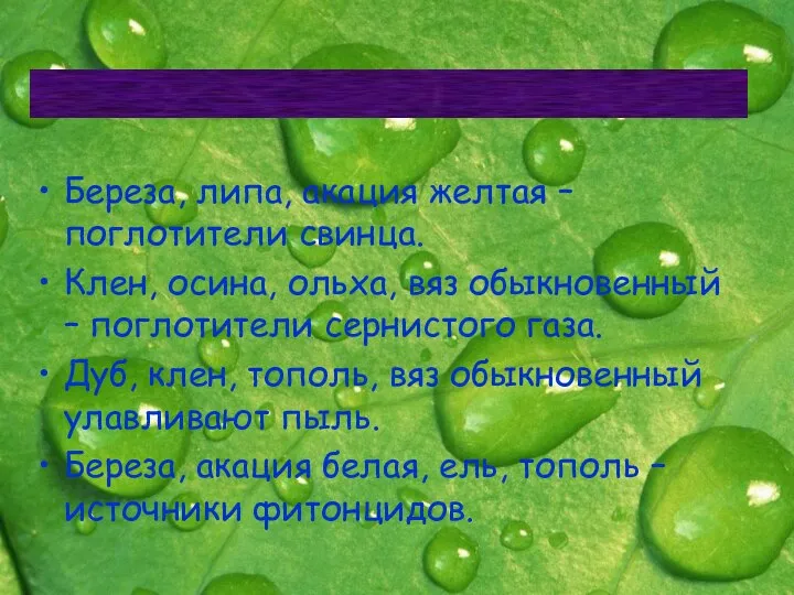 Береза, липа, акация желтая – поглотители свинца. Клен, осина, ольха, вяз