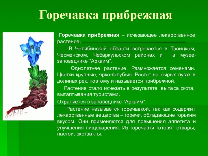 Горечавка прибрежная Горечавка прибрежная – исчезающее лекарственное растение. В Челябинской области