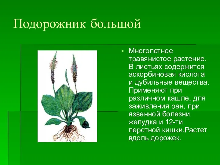 Подорожник большой Многолетнее травянистое растение. В листьях содержится аскорбиновая кислота и