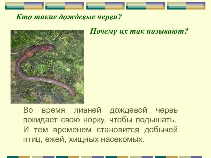 Во время ливней дождевой червь покидает свою норку, чтобы подышать. И