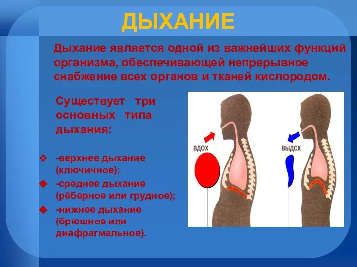 ДЫХАНИЕ Существует три основных типа дыхания: -верхнее дыхание (ключичное); -среднее дыхание