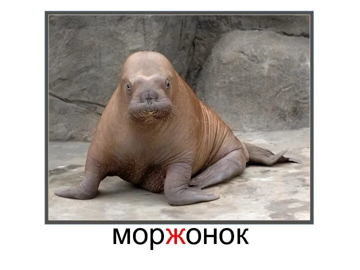 моржонок