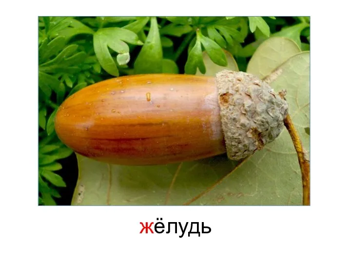 жёлудь