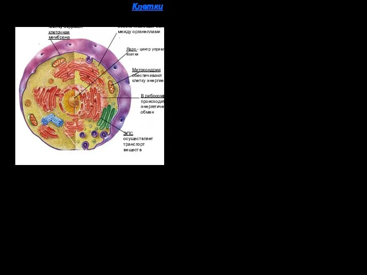 Клетку окружает клеточная мембрана Цитоплазма, обеспечивающая связь между органеллами Ядро -