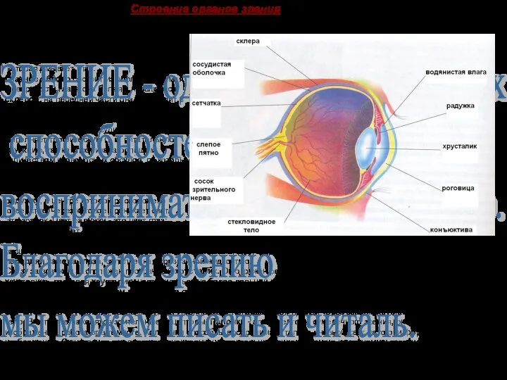 Глазные мышцы - это самые быстрые мышцы нашего организма, благодаря им